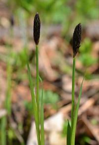 Ostřice chlupatá (Carex pilosa)