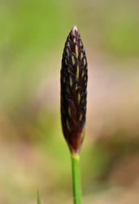 Ostřice chlupatá (Carex pilosa)