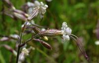 Silenka nicí (Silene nutans)