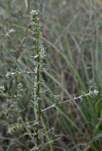 Slanobýl obecný (Salsola tragus)