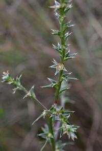 Slanobýl obecný (Salsola tragus)