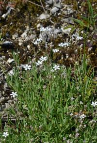 Šater plazivý (Gypsophila repens) Šater plazivý (Gypsophila repens)