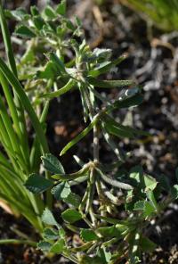 Pískavice thesalská (Medicago monspeliaca)