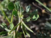 Pískavice thesalská (Medicago monspeliaca)