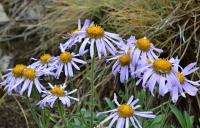 Hvězdnice alpská (Aster alpinus)