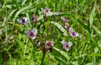 Šmel okoličnatý (Butomus umbellatus)