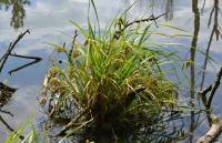 Ostřice nedošáchor (Carex pseudocyperus)