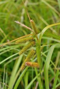 Ostřice nedošáchor (Carex pseudocyperus)