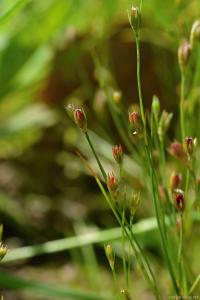 Sítina žabí (Juncus bufonius)