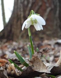 Sněženka podsněžník - plnokvětá forma (Galanthus nivalis f pleniflorus)