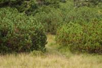 Borovice kleč (Pinus mugo)