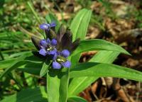 Hořec křížatý (Gentiana cruciata)