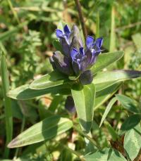 Hořec křížatý (Gentiana cruciata)