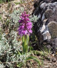 Vstavač mužský (Orchis mascula subsp ichnusae)