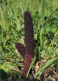Cynomorium podivné (Cynomorium coccineum)