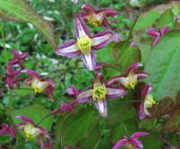Škornice velkokvětá (Epimedium grandiflorum)