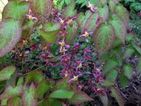 Škornice velkokvětá (Epimedium grandiflorum)