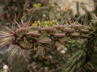 Cylindropuntia (Cylindropuntia whipplei)