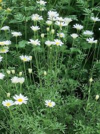 Kopretina starčkolistá (Chrysanthemum cinerariifolium)
