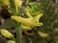 Dymnivka kapraďolistá (Corydalis cheilanthifolia) Dymnivka kapraďolistá (Corydalis cheilanthifolia)