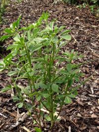 Pískavice řecké seno (Trigonella foenum-graecum)