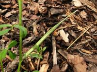 Pískavice řecké seno (Trigonella foenum-graecum)