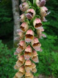 Náprstník rezavý (Digitalis ferruginea)