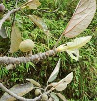 Fíkovník (Ficus padana)