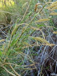 Dochan (Pennisetum purpureum)