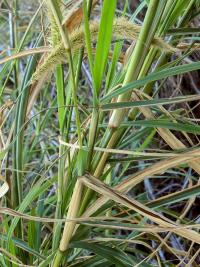 Dochan (Pennisetum purpureum)