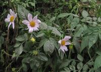 Jiřinka královská