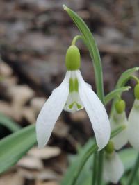 Sněženka podvinutá (Galanthus plicatus subsp byzantinus)