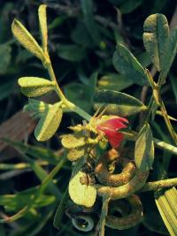 Indigovník (Indigofera circinella)