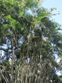 Chrysalidokarpus nažloutlý (Dypsis lutescens)