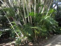 Chrysalidokarpus nažloutlý (Dypsis lutescens)