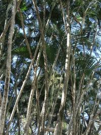 Chrysalidokarpus nažloutlý (Dypsis lutescens)