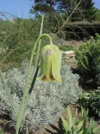 Řebčík ostrokvětý (Fritillaria acmopetala)