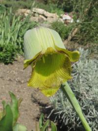 Řebčík ostrokvětý (Fritillaria acmopetala)