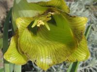 Řebčík ostrokvětý (Fritillaria acmopetala)