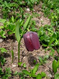 Řebčík širokolistý (Fritillaria latifolia)