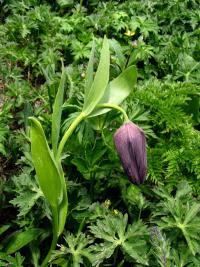 Řebčík širokolistý (Fritillaria latifolia)