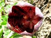 Řebčík širokolistý (Fritillaria latifolia)