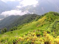 Pěnišník žlutý (Rhododendron luteum)