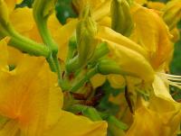 Pěnišník žlutý (Rhododendron luteum)