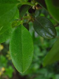 Pěnišník americký (Rhododendron catawbiense)