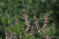Indigovník chabokvětý (Indigofera amblyantha)