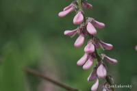 Indigovník chabokvětý (Indigofera amblyantha)