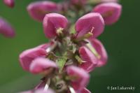 Indigovník chabokvětý (Indigofera amblyantha)