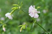Mydlice lékařská (Saponaria officinalis)