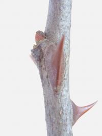 Žlutodřev klamný (Zanthoxylum simulans)